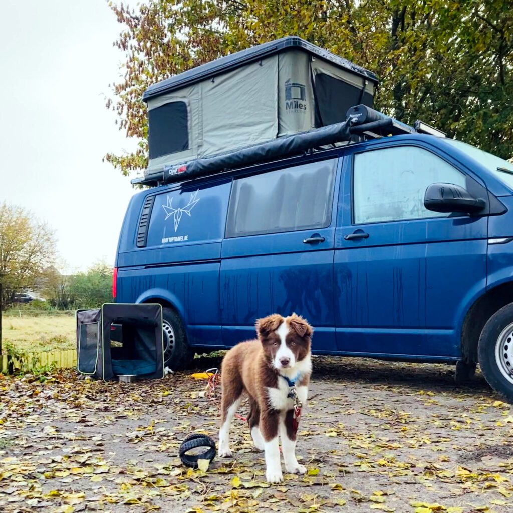 vw transporter daktent hond kamperen