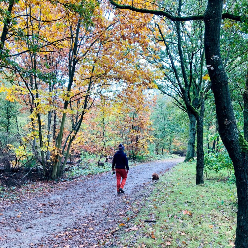 wandeling bos hond kamperen