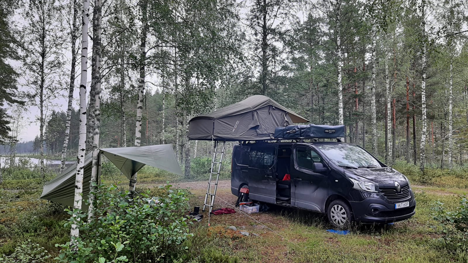 swedish belgians daktentkamperen